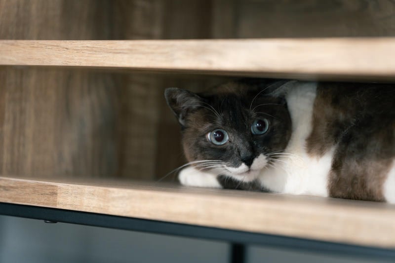 狭い戸棚に隠れる猫の写真