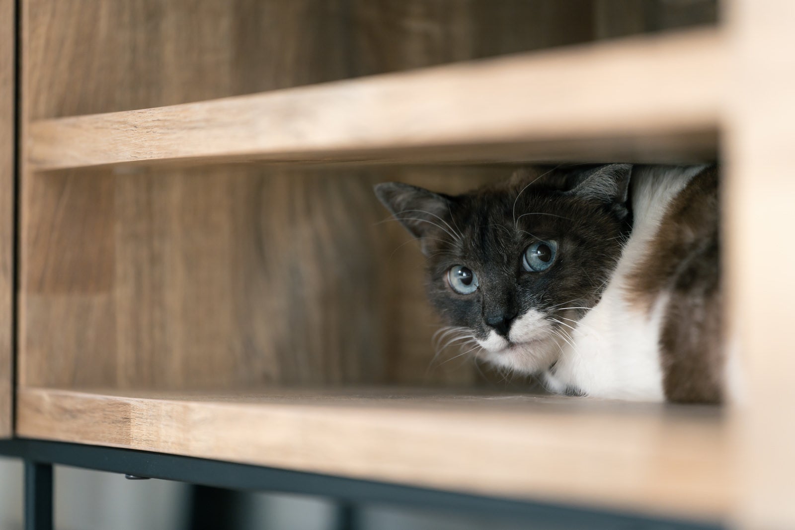 「戸棚に泣くれてご機嫌斜め猫」の写真［モデル：プー］