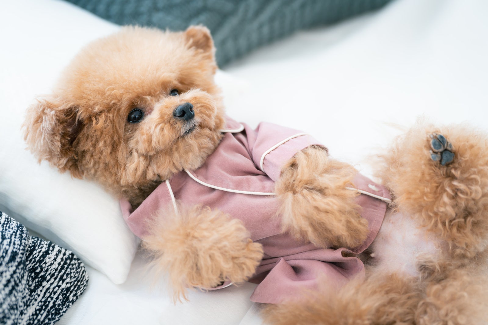 Toy Poodle Lounging in Pajamas - free stock photo