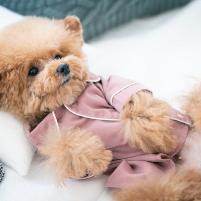ピンクのパジャマでごろんと寝転がるトイプードルの写真