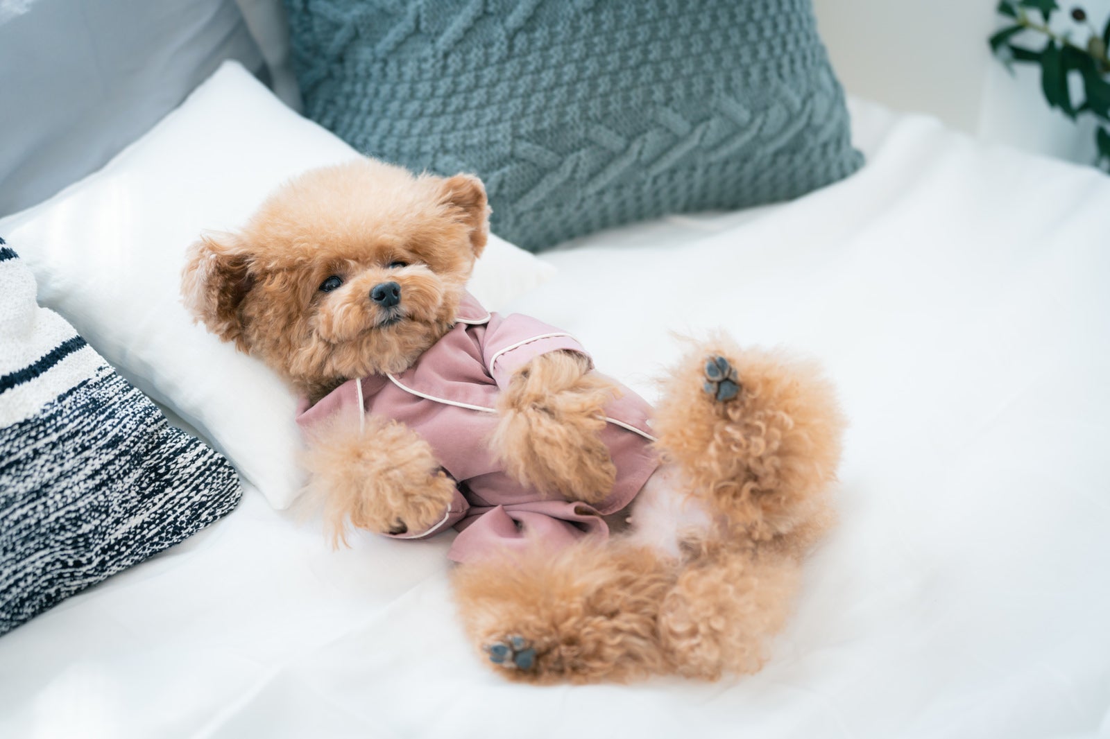 Toy Poodle in Pajamas Before Bedtime - free stock photo