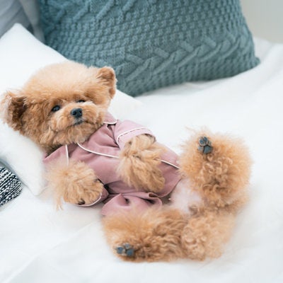 おやすみ前のパジャマ姿で白いベッドに寝転がるトイプードルの写真