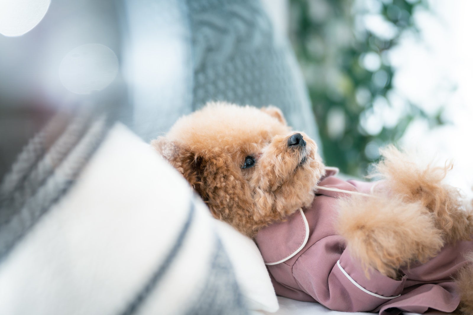 ピンクのパジャマを着て白いソファで寝転がる茶色いトイプードル［モデル：こてつ］