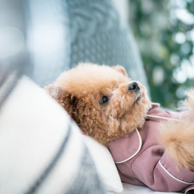 ピンクのパジャマを着た寝落ちしそうなトイプードルの写真