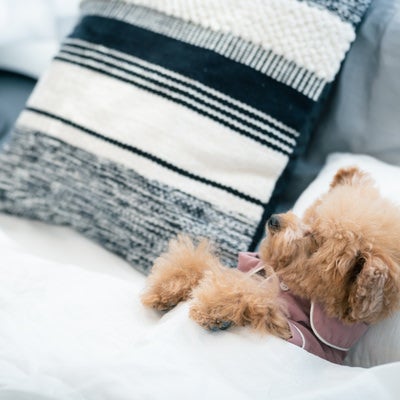 ベッドでおやすみトイプー（犬）の写真
