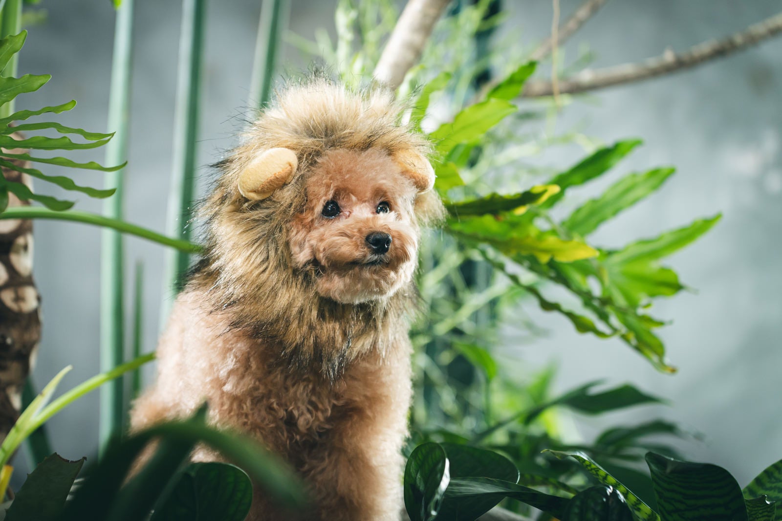 「ライオン風コスプレを纏うトイプードル（犬）」の写真［モデル：こてつ］
