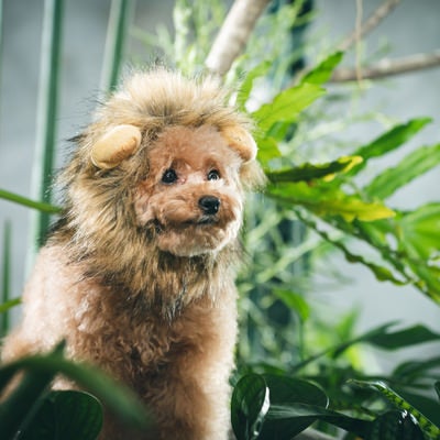 ライオン風コスプレを纏うトイプードル（犬）の写真