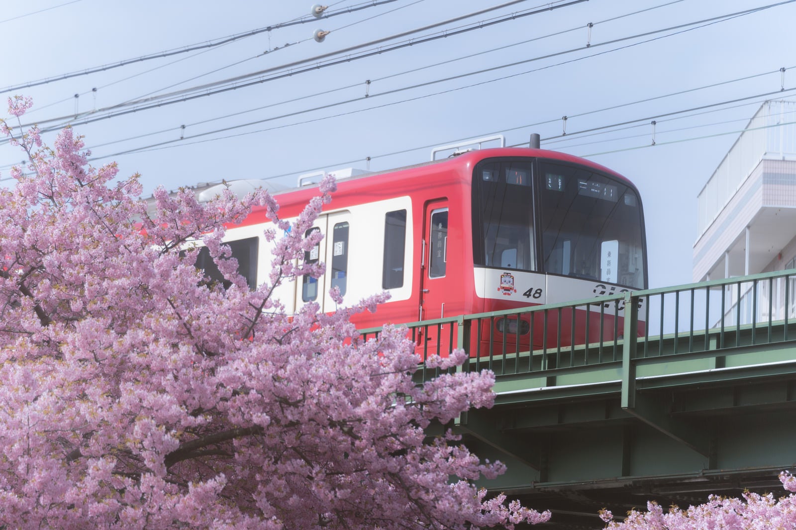 「河津桜と京急線」の写真
