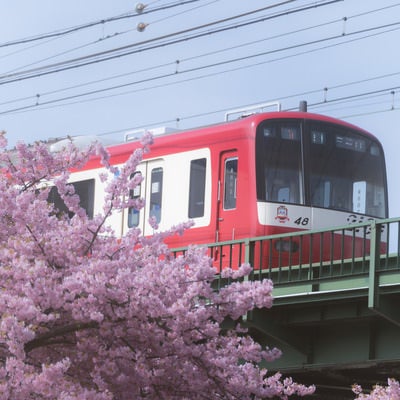 河津桜と京急線の写真