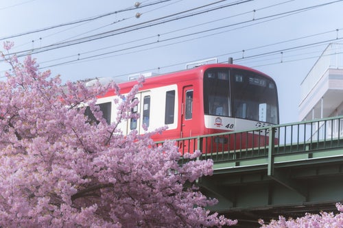河津桜と京急線の写真