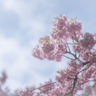 曇り空と桜の写真