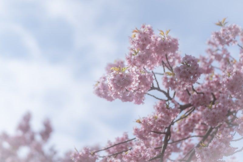 曇り空と桜の写真