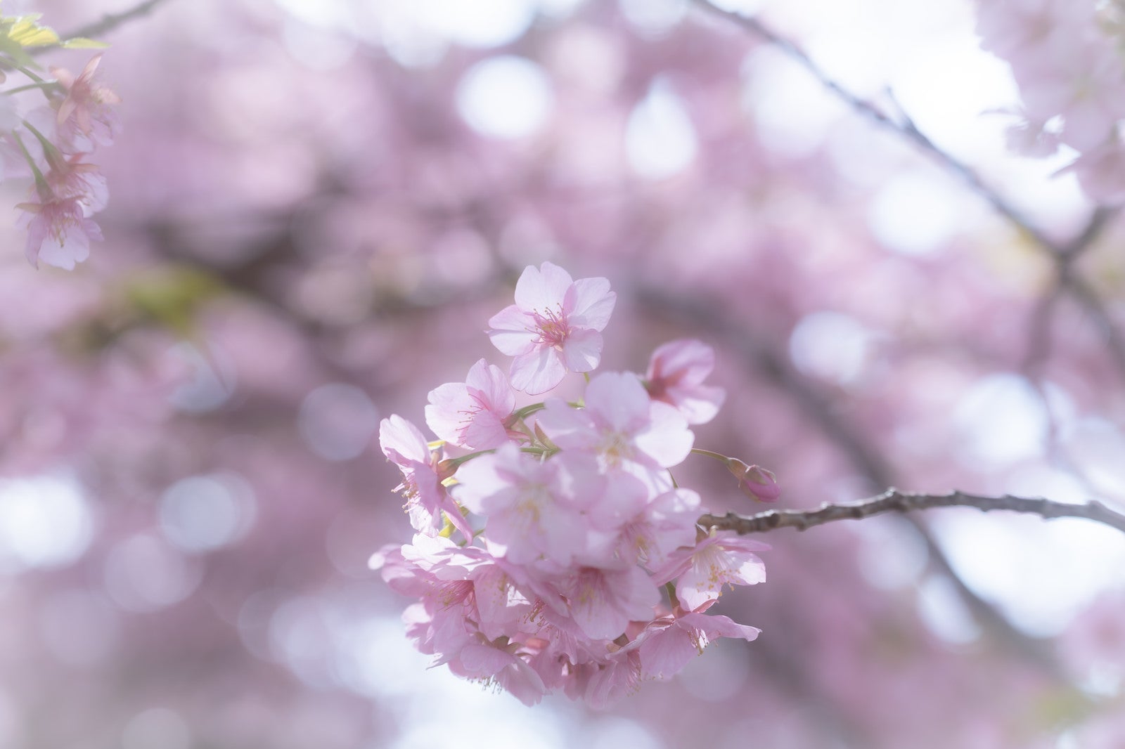 「満開の桜とボケ味」の写真