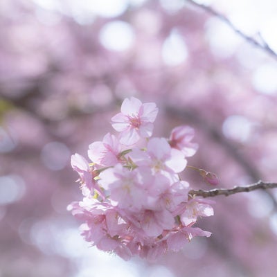 満開の桜とボケ味の写真