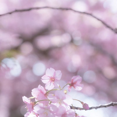 満開の桜とボケの写真