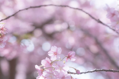 満開の桜とボケの写真
