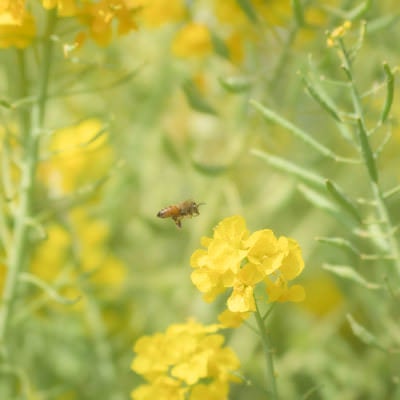 菜の花とミツバチの写真