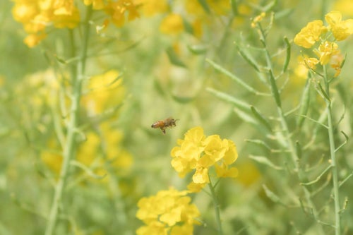 菜の花とミツバチの写真