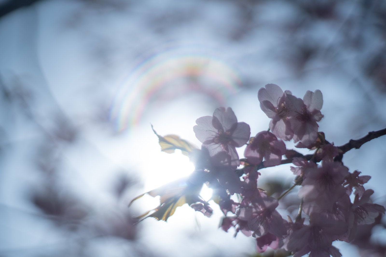 「太陽に透けた桜の花びら」の写真