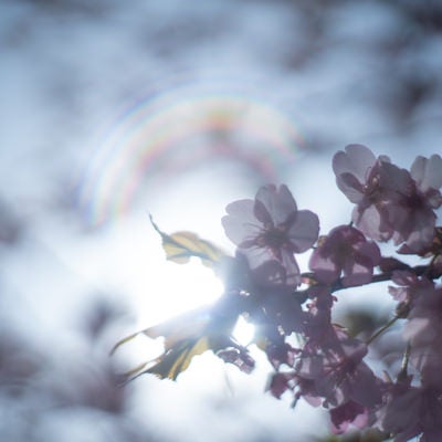 太陽に透けた桜の花びらの写真