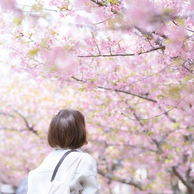 満開の桜に見惚れる女性の写真