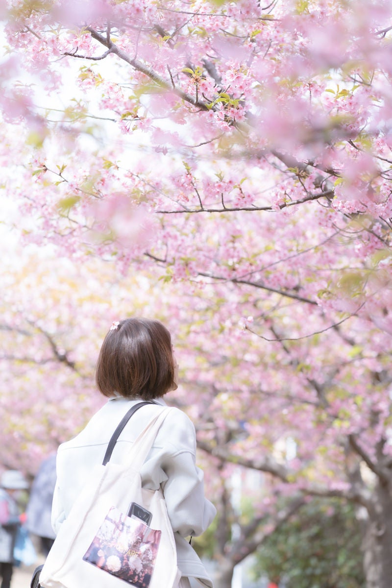 「満開の桜に見惚れる女性」の写真