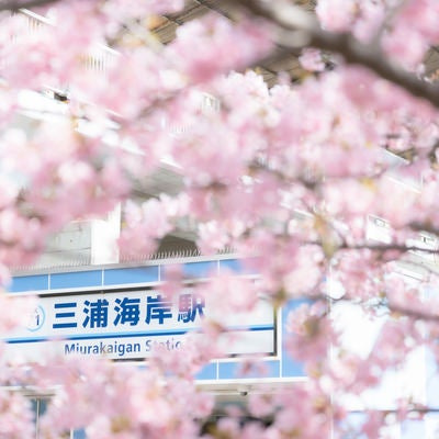 三浦海岸駅前と満開の桜の写真
