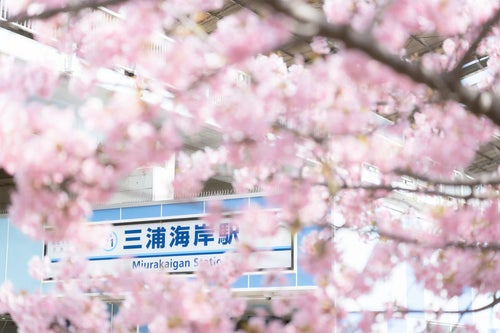 三浦海岸駅前と満開の桜の写真