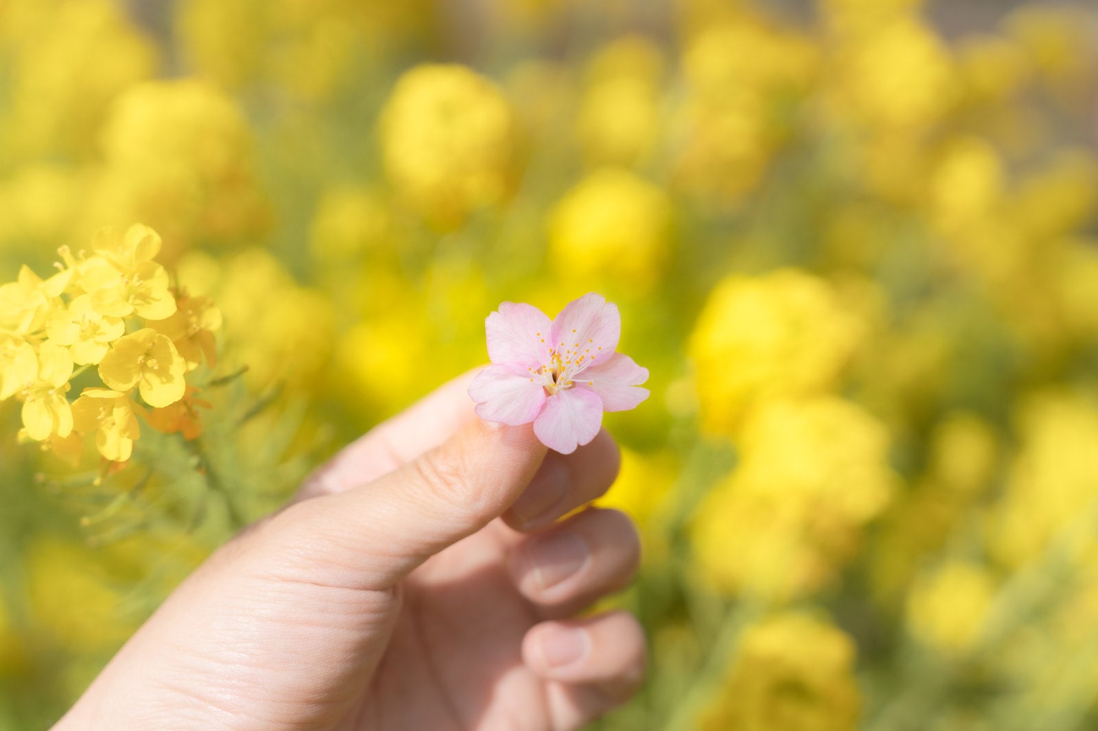 「摘まみ上げた桜の花と菜の花畑」の写真