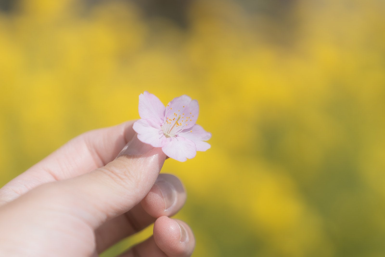 「摘まんだ桜と菜の花畑」の写真