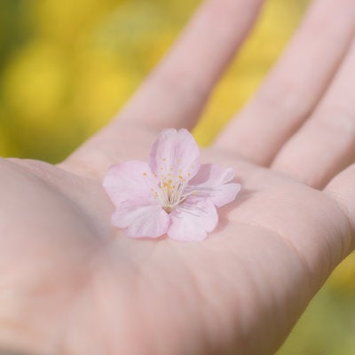掌の桜の花びらの写真