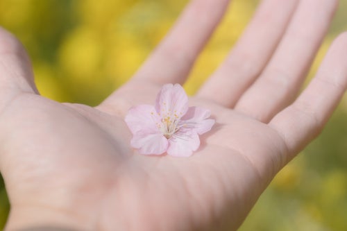 掌の桜の花びらの写真