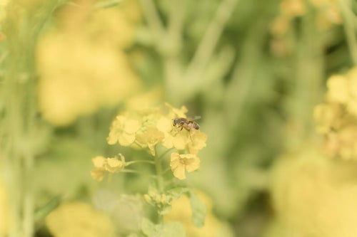 菜の花畑のボケ味に迷い込んだ蜜蜂の写真