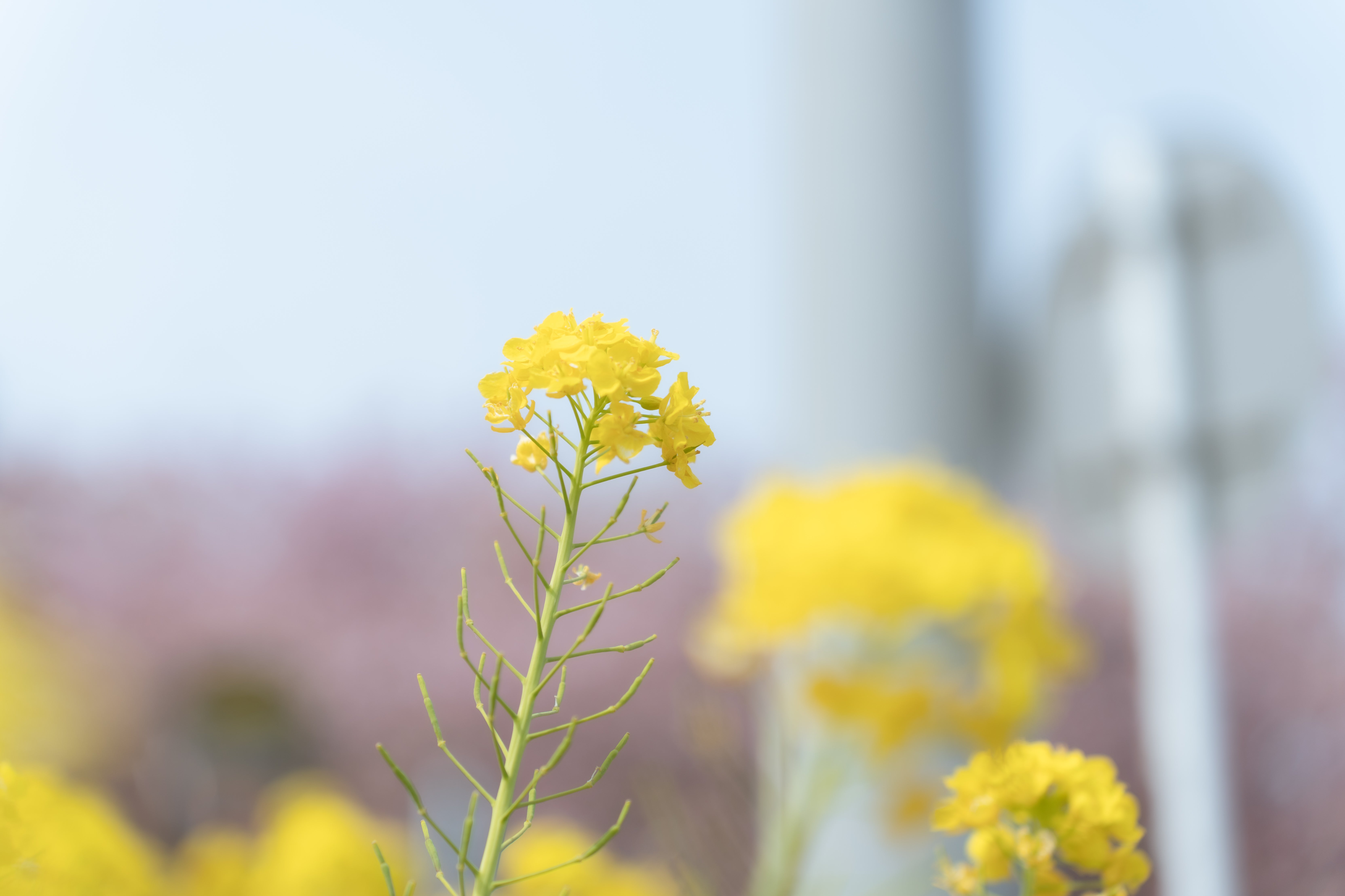 一本だけ背の高い菜の花の無料の写真素材 - ID.78139｜フリー素材 ぱくたそ