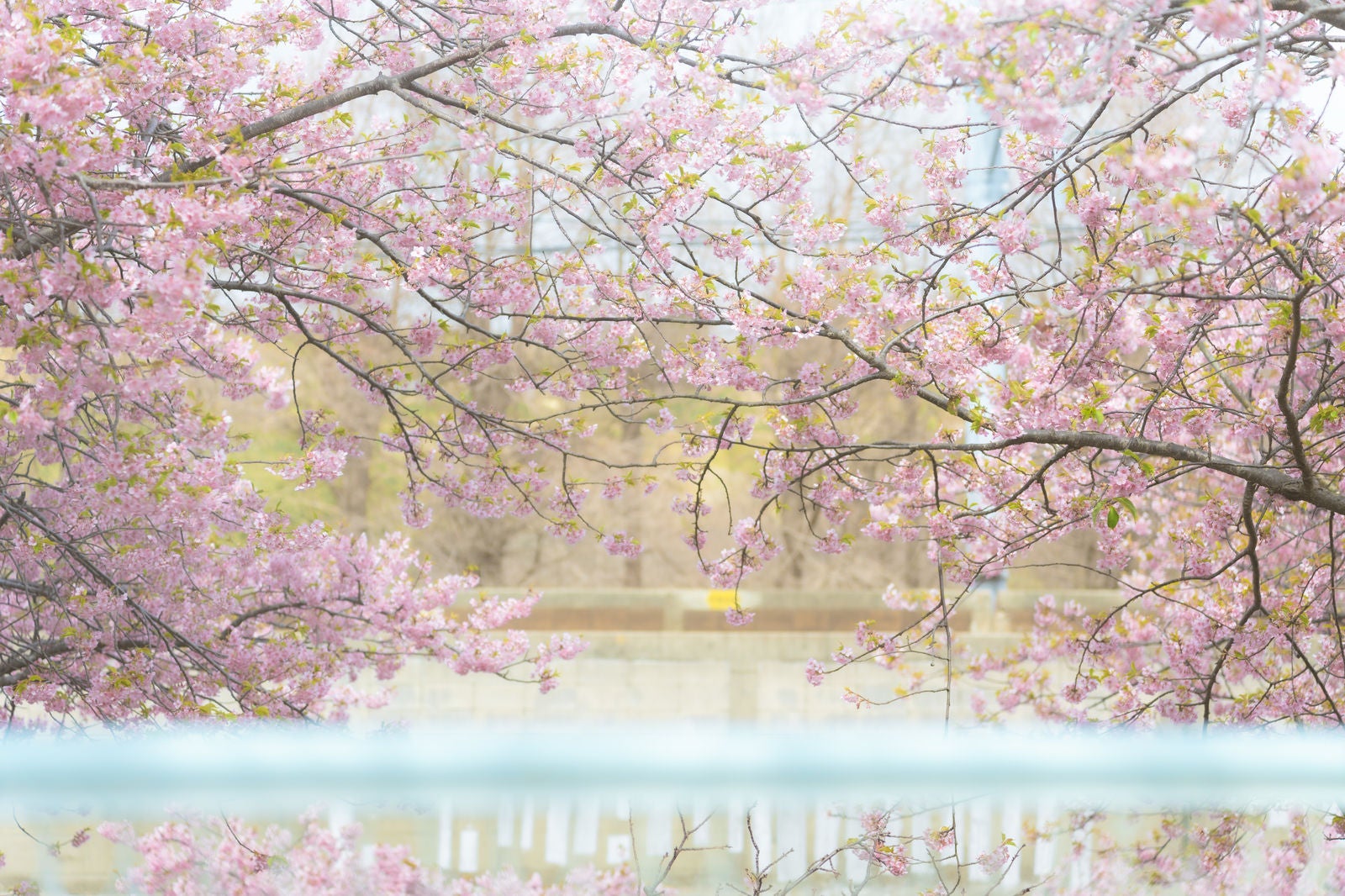 「満開の桜と葉」の写真