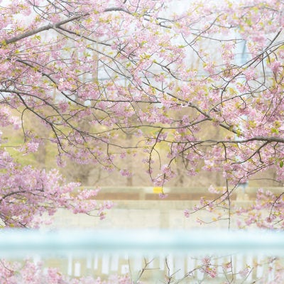 満開の桜と葉の写真