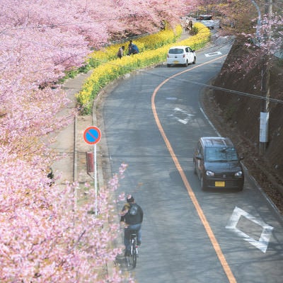 三浦海岸桜まつりの写真