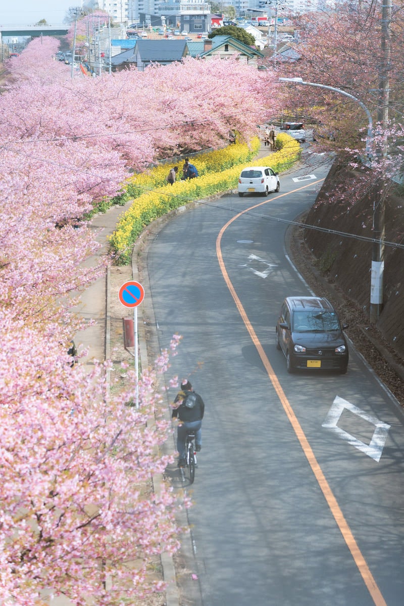 「三浦海岸桜まつり」の写真