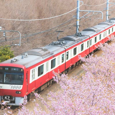 三崎口行きの京急線と線路沿いに咲く河津桜の写真