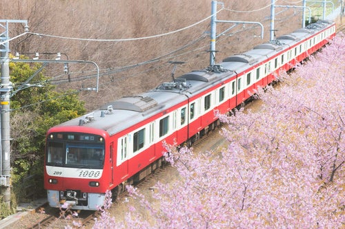 三崎口行きの京急線と線路沿いに咲く河津桜の写真