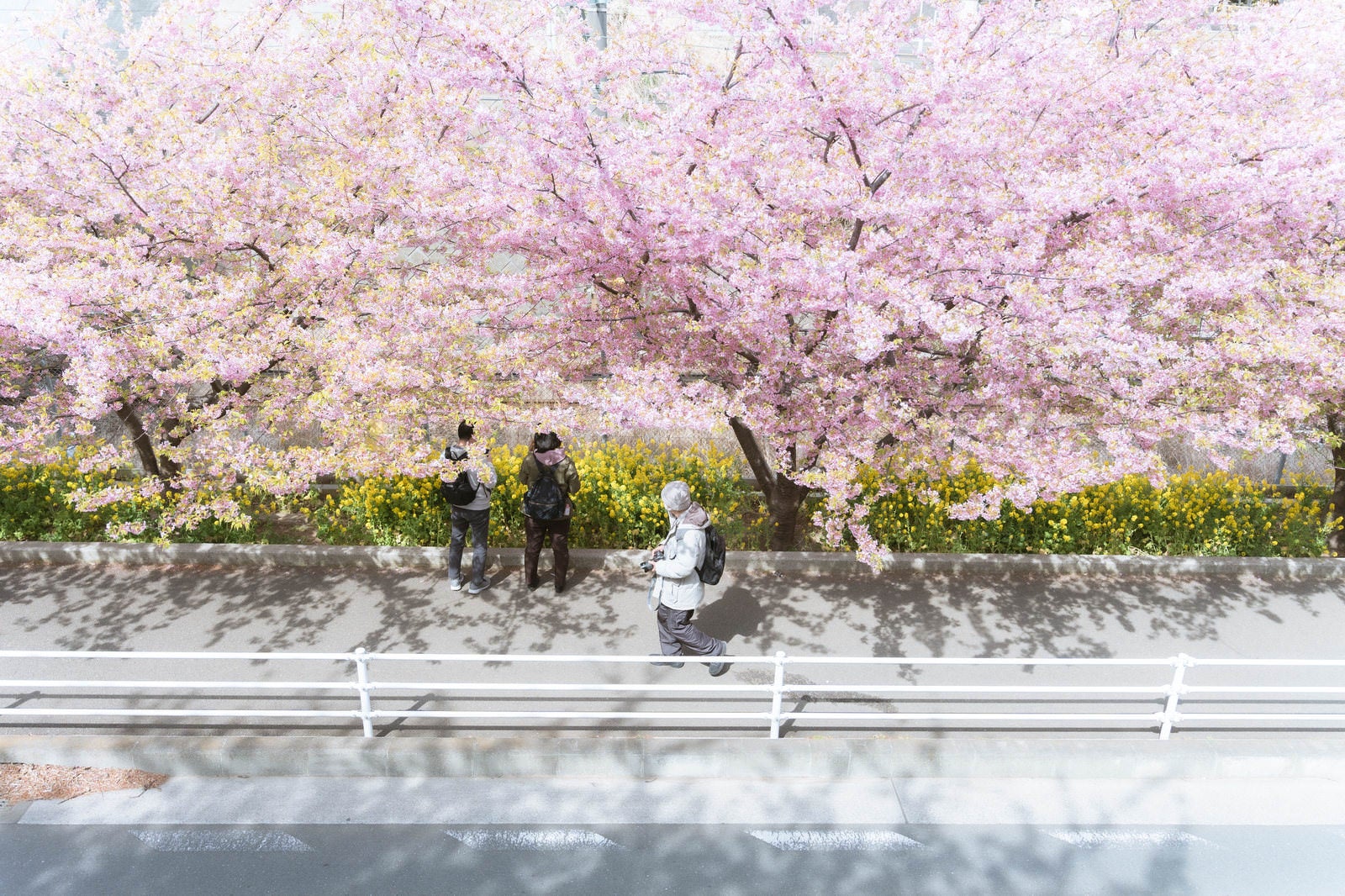「満開の河津桜を花見する人」の写真