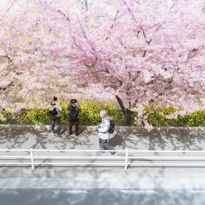 満開の河津桜を花見する人の写真
