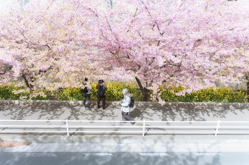 満開の河津桜を花見する人の写真