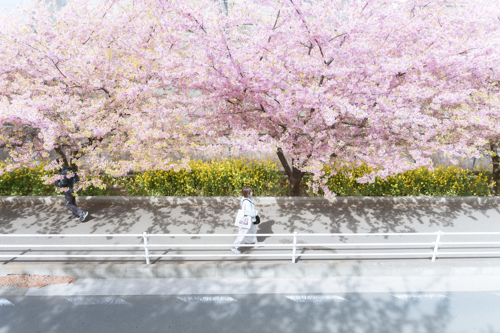 「桜並木の下を散歩する女性」の写真