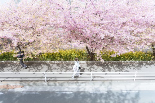 桜並木の下を散歩する女性の写真