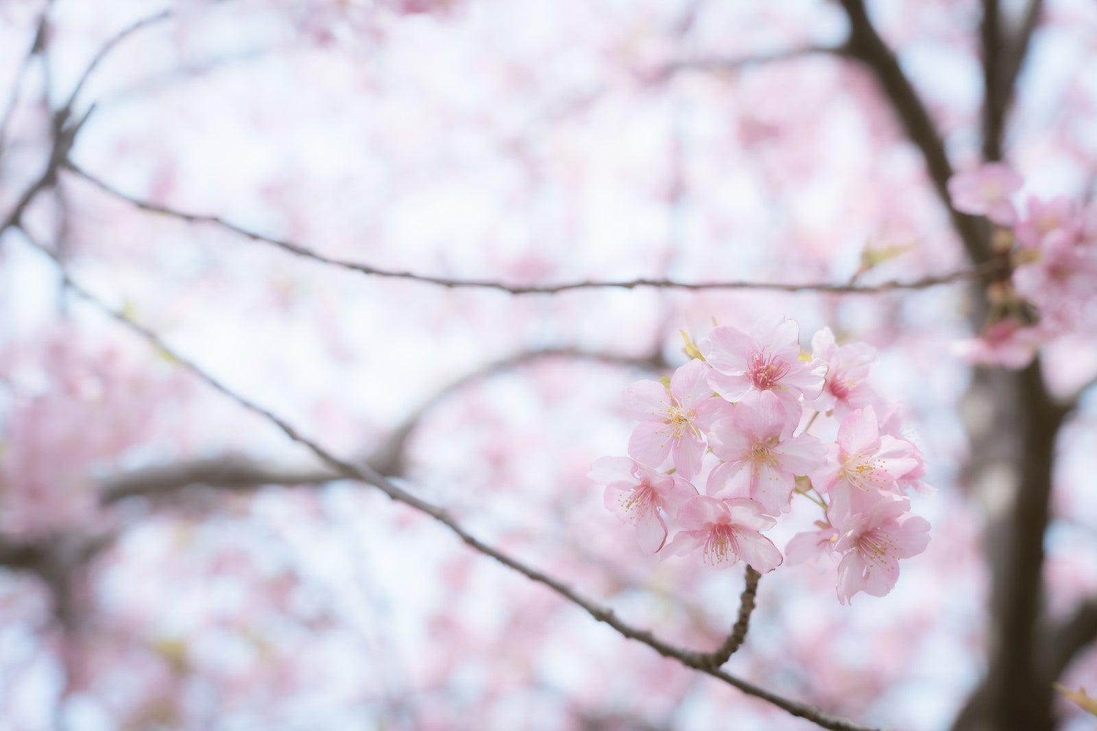 「枝先にまとまって咲く桜」の写真