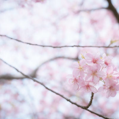 枝先にまとまって咲く桜の写真