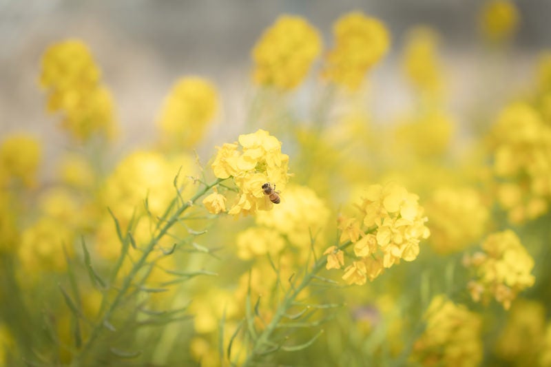 春の菜の花に止まるミツバチの写真