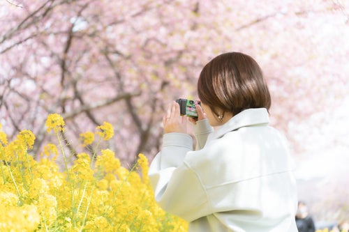 菜の花を撮影中の女性の写真