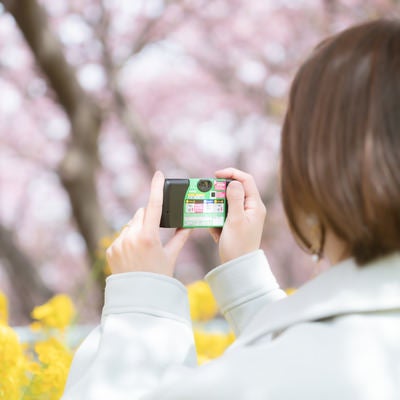 桜と菜の花に撮影するカメラ女子の写真